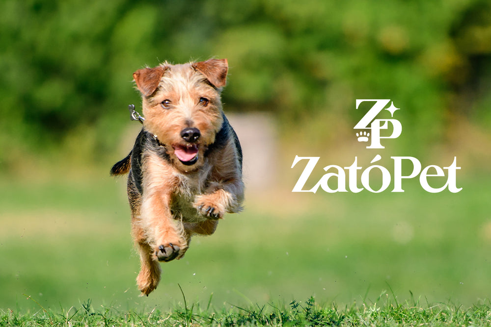 zatopet